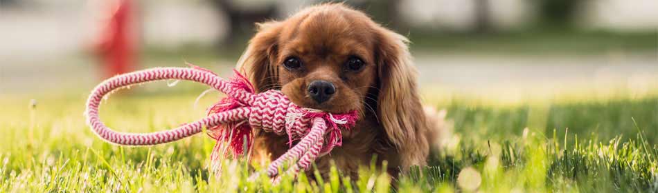 Pet sitters, dog walkers in the Morrisville, Bucks County PA area