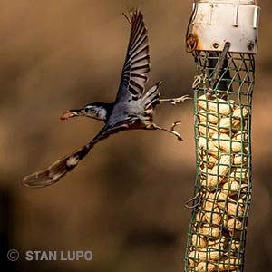 Nuthatch PA Birding